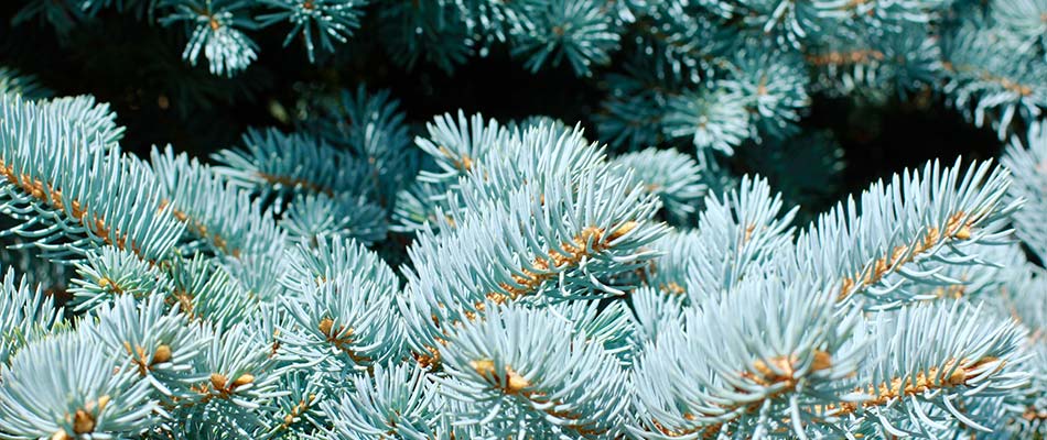 blue spruce tree limbs and needles