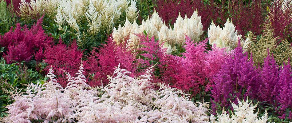 colorful astilbe blooms