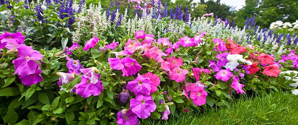 landscaping pink flowers