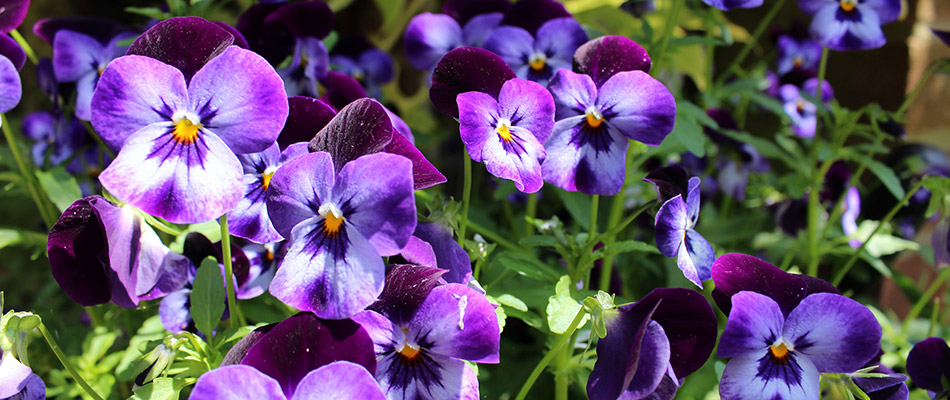 A bed of purple pansies on a property in Mt. Juliet, TN