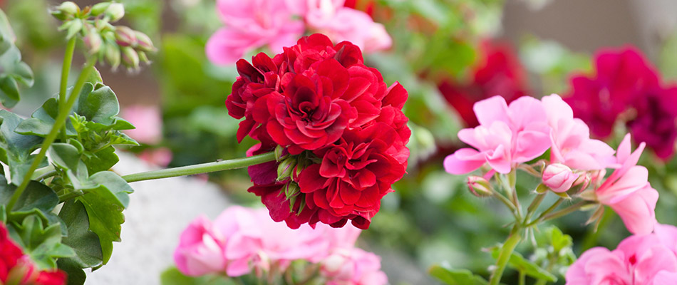 red and pink annuals