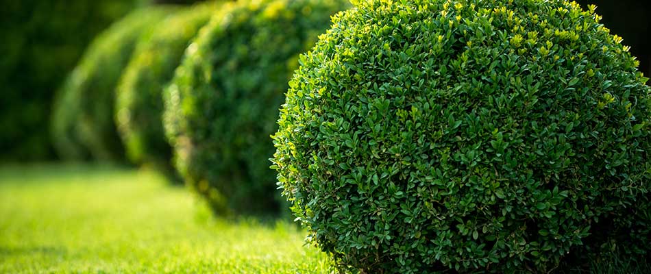 Trimmed boxwood shrubs at a property in Mt. Juliet, TN.