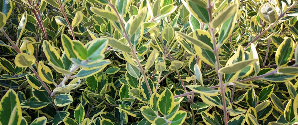 Winter boxwood plant with golden edges on leaves in Mt. Juliet, TN.