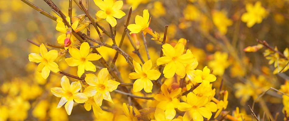 Yellow jasmine blooms in winter in a Mt. Juliet, TN property.