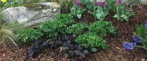 A weeds in the lawn with mulch